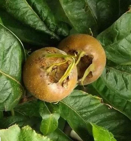 NÉFLIER - MESPILUS GERMANICA EN BASSE-TIGE / RACINES NUES ¤