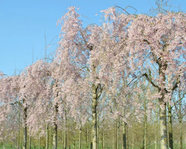 PRUNUS SUBHIRTELLA "PENDULA ROSEA" - CERISIER à FLEURS PLEUREUR ¤