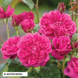 ROSIER ANGLAIS "JAMES L. AUSTIN® AUSPIKE"