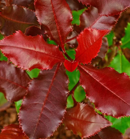 PHOTINIA X FRASERI "MAGICAL VOLCANO" ¤