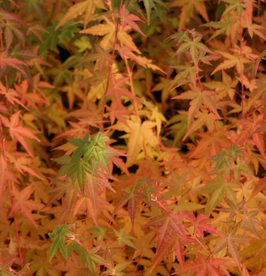ACER PALMATUM "BI-HOO" - ÉRABLE DU JAPON