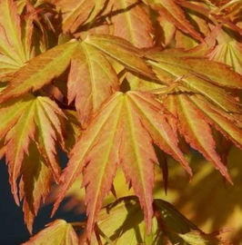 ACER PALMATUM "ORANGE DREAM" - ÉRABLE DU JAPON