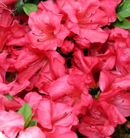 AZALÉE DE JARDIN - AZALEA JAPONICA ¤