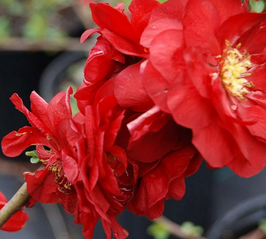 CHAENOMELES SCARLET STORM