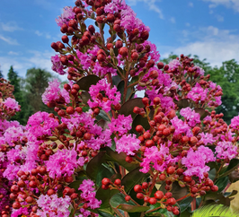 LAGERSTROEMIA INDICA MAROON STAR - DEMI-TIGE