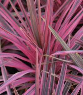 CORDYLINE AUSTRALIS "SOUTHERN SPLENDOR"