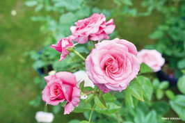 Rosier Décorosiers® Pink Voluptia®