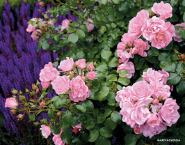 ROSIERS PAYSAGERS DECOROSIERS®
