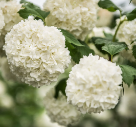 VIBURNUM OPULUS ROSEUM - VIORNE "BOULE DE NEIGE" ¤