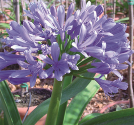 AGAPANTHE AFRICANUS BLEUE