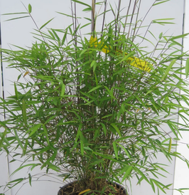 BAMBUSA FARGESIA ANGUSTISSIMA