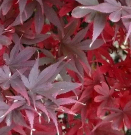 ACER PALMATUM "SKEETER'S BROOM"