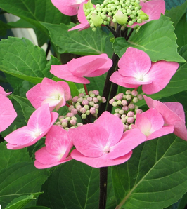 HYDRANGEA MACROPHYLLA "ZORRO ROSE" ~~