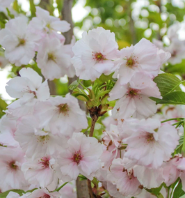 PRUNUS SERRULATA "AMANOGAWA" - CERISIER À FLEURS DU JAPON ¤