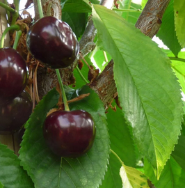 CERISIER "BIGARREAU VAN" EN DEMI-TIGE / RACINES NUES ¤