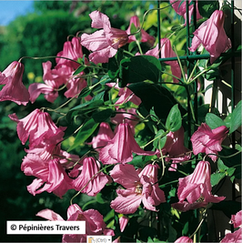 Clématite Integrifolia "Alionushka"