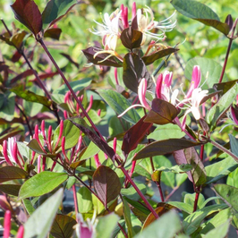 Lonicera japonica "sinensis" - Chèvrefeuille du Japon