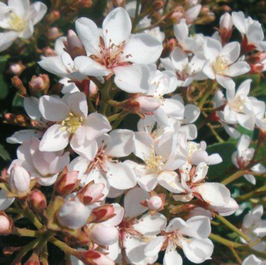 RHAPHIOLEPIS UMBELLATA OVATA