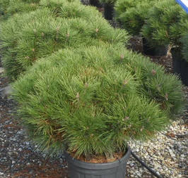 PINUS NIGRA BREPO® "PIERRICK BREGEON" - CONIFÈRES NAINS