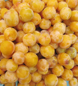 PRUNIER "MIRABELLE DE NANCY" EN QUENOUILLE