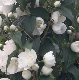 PHILADELPHUS CORONARIUS