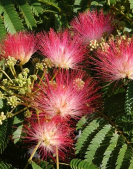 ALBIZIA JULIBRISSIN "OMBRELLA" DEMI-TIGE