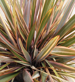 PHORMIUM TENAX "SUNDOWNER" ~~