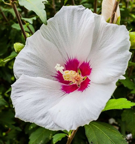 HIBISCUS SYRIACUS "HÉLÈNE" ~~