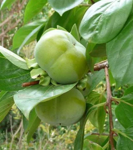 KAKI MUSCAT - DIOSPYROS EN SCION / RACINES NUES ¤