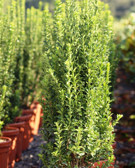 EUONYMUS JAPONICUS "BENKOMASAKI" ¤