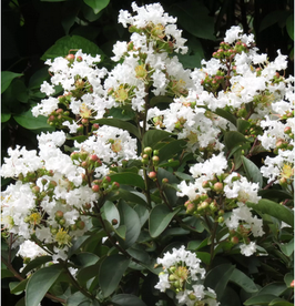 LAGERSTROEMIA INDICA ALBA - LILAS DES INDES
