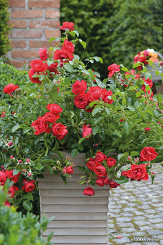 ROSIER DECOROSIERS® KADORA®