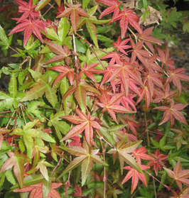 ACER PALMATUM "DESHOJO"