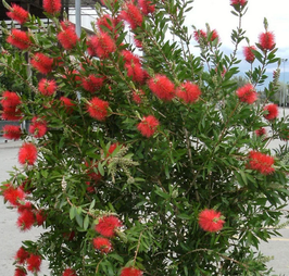 CALLISTEMON LAEVIS - TOUFFE