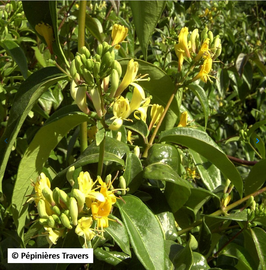 LONICERA HENRYI COPPER BEAUTY - CHÈVREFEUILLE
