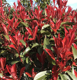 PHOTINIA X FRASERI "CARRÉ ROUGE"