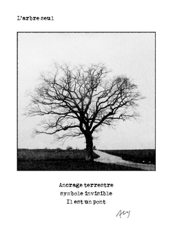 Carte - L'arbre seul