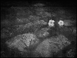 Petites fleurs
