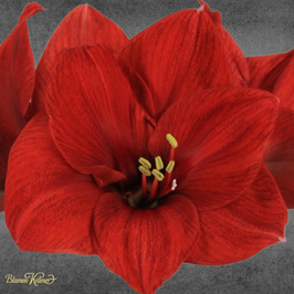 Amaryllis