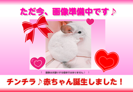 小動物チンチラ