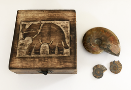Ammoniten-Box