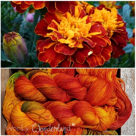 BLUMENKIND TAGETES 'SOFT' SOCK