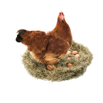 Lot de 5 poules de 18 mois + 1 offerte ((Saint Sauveur d'Emalleville 17/02)