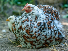 Poule PEKIN d'ornement de 18 semaines (MIGRON)