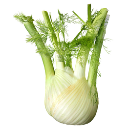 Fenchel