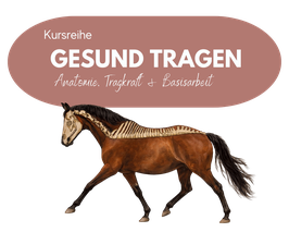 Kursreihe GESUND TRAGEN - Anatomie, Tragkraft & Basisarbeit