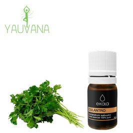 Aceite Esencial de Culantro / Coriander (Coriandrum Sativum) 100% Puro - Frasco x 5 ml