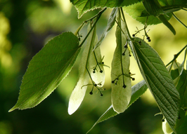 Lindenblüten