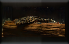 L519 Ancistrus sp