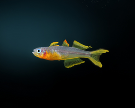 Gabelschwanz Blauauge - Pseudomugil furcatus